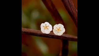 S925 Sterling Silver Hetian Jade Flower Earrings