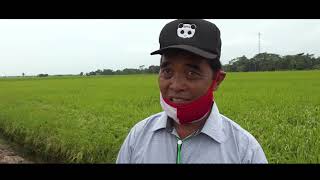 Pengembangan Food Estate di Kalimantan Tengah kabupaten kapuas