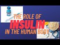 What is insulin and what does it do in the body