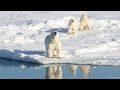 Polar Bear Cubs