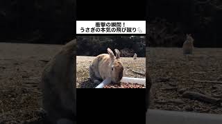 【衝撃映像】うさぎの本気の飛び蹴り【喧嘩】