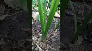 TARO Plants #vegetables #garden #farm #viral #trendingshorts