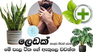 ලෙඩක් නැතුව ජීවත් වෙන්න.. මේ පැල ටික ගේ ඇතුලෙ වවන්න Best indoor plants