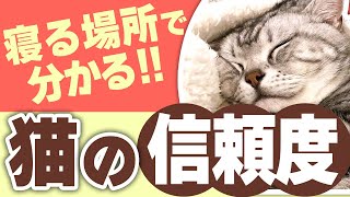 【愛猫にどう思われてる？】寝る場所で分かる猫の信頼度