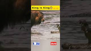 Extreme intimidation Lion vs Crocodile near the river🐊🦁#shorts #wildlife #viral #tiktok