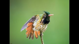 Black-crested Coquette at Rancho Naturalista - Costa Rica, 2023