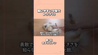 最も飼いやすい中型犬、人気ランキングトップ10！性格・特徴・注意点を徹底解説 #ペット  #犬 #かわいい犬 #飼いやすい犬 #中型犬 #ずんだもん #shorts #ポメラニアン  #中型犬