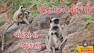 જોવો ગિરનારના વાંદરાના જલસા | ગિરનાર જાવ ત્યારે શરૂઆતમાં જ બવ બધા વાંદરા જોવા મળશે #girnar