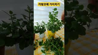 카랑코에 가지치고 번식하고 카랑코에 부자되세요~