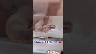 豹紋守宮寶寶‘’卡哇伊‘’的成長日記 Baby Gecko Daily Life ~ 守宮小知識：脫皮前先做蒸氣浴？！        #pets #寵物 #有趣 #gecko #豹紋守宮