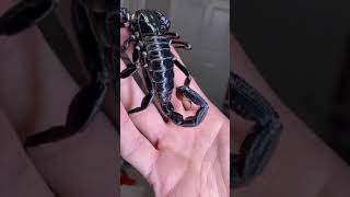 Pranked my mom with a live scorpion!