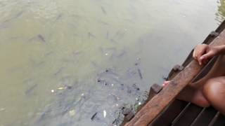 Cambodian travel - Fish មកមើលត្រីនៅវត្តចំពុះក្អែក មានត្រីធំៗណាស់