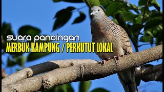 SUARA PANCINGAN BURUNG MERBUK KAMPUNG / PERKUTUT LOKAL .SUPAYA CEPAT BUNYI