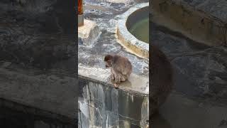 歩くニホンザル　函館市熱帯植物園 / Japanese macaque in Hakodate Tropical Botanical Garden.