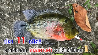 ปลา 11 ชนิด พวกเดียวกับ ปลาหมอคางดำ (พบได้แล้วในไทย)