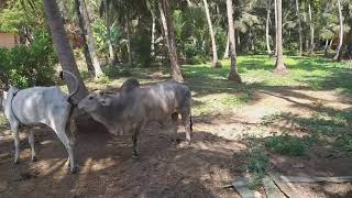 ongole bull || crossing || on fire||ongole cow || 5.5 feet ongole cow ||