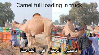 Camel full loading in truck