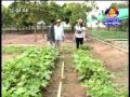 Organic Farm in cambodia