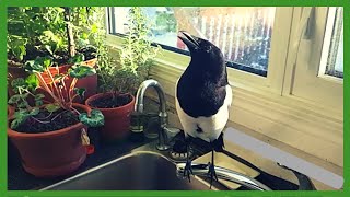 Magpies are so funny!