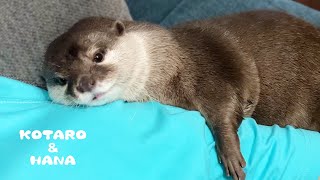 父ちゃんが呼ぶとダッシュで抱きつきにくるカワウソ　Otter Runs and Cuddles Her Dad's Arm