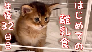 【生後32日目の仔猫】初めて離乳食を食べる赤ちゃん猫が可愛い過ぎた！【ソマリ】