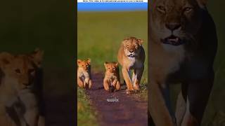 A lion cub is blind when it is born |😱#shortvideo #amazingfacts