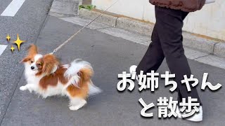 帰省したお姉ちゃんと一緒に散歩。優しいお姉ちゃんに遠慮がないのもまたかわいい。#papillon #パピヨン