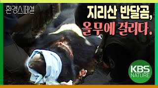 올무에 걸린 지리산 반달곰의 비극 [환경스페셜-종복원 프로젝트 50년의 약속] /  KBS 20080220 방송