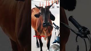 mother cow is licking tha bike 🏍 #shots #viral #subscribe #trending