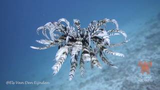 Feather Starfish (Crinoid) in Blue Lagoon Padang Bai, Bali by Els Van Den Eijnden