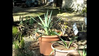 108 - Repiquage d'un drageon de yucca et utilisations - 23/09/2017