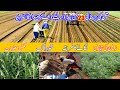 sesame sowing method | تل اور تلی کی بہترین فصل لگانے کا طریقہ اور اس کی خوراک کی مکمل معلومات س