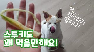 말썽꾸러기 강아지 새리 주의! 이번에는 스투키를 잘근잘근 씹어요!