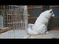 【秋田犬げんき】自分でもビックリしたおならは尻尾で拡散【akita dog fart】