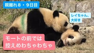 シャオくんとレイちゃん、お庭のモートの前では、控えめのわちゃわちゃ　2023.03.28\u002629 Cute panda twins