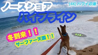 サーフィン天国パイプライン！冬のノースショアの海！保護犬ピットブル【ハウのハワイお散歩VLOG】4K