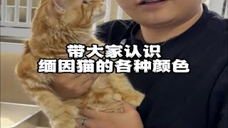 带你认识缅因猫的各种颜色o.O