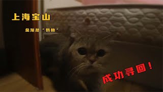 上海宝山找猫：996是不存在的，我们的工作是24小时随时待命