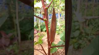 Red ladyfinger:the treasure of health| ചുവന്ന വെണ്ടയ്ക്ക #nature #gardening #food#health