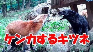 蔵王キツネ村でケンカするキツネ＆とんとんの丘もちぶた館　Fox Village