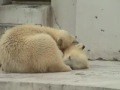 お昼寝中のイコロとキロル~polar bear