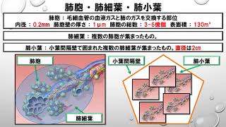 肺胞の機能解剖学に関する知識　～No 4 三学会合同呼吸療法認定試験対策　シリーズ～