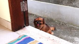 裏口からあんみつ もっすごカワユイ愛犬兼番犬 #shorts