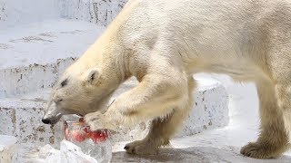 ホッキョクグマに氷柱プレゼント　天王寺動物園