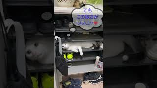 下駄箱の掃除を邪魔する猫 #Cat likes narrow place