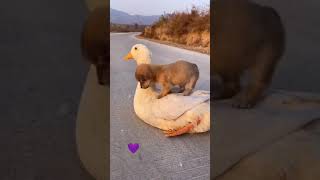 Yavru Köpek ile Ördek | Tiktok Videoları