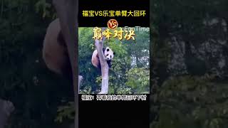 福宝VS乐宝的单臂大回环，福宝小小年纪已掌握单臂大回环上树，不愧是父女，基因强大，福宝：是不是很厉害？那是一时失手，我会超越爸爸的Fubao VS Lebao's one-arm giant loop