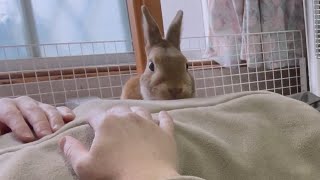 うさぎが寝ている飼い主を必死に起こそうとして可愛いんです。　(No.571)