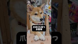 おすまし顔のお客様は…  #shorts #柴犬 #dog