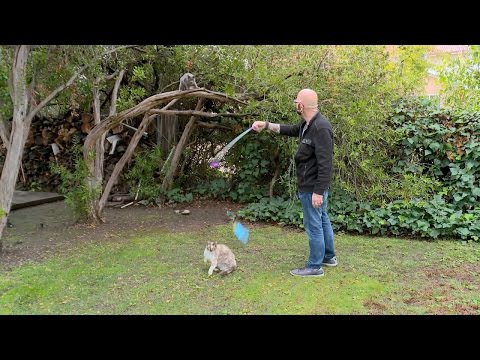 See Why Jackson Thinks These Outdoor Cats Are Better Off Indoors See Why Jackson Thinks These Outdoor Cats Are Better Off Indoors